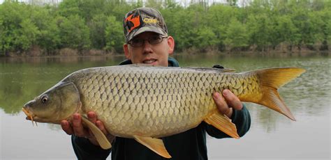 carp fish